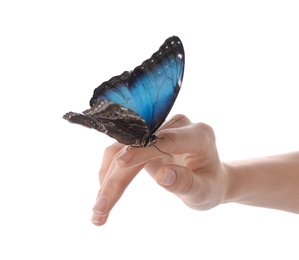 Woman holding beautiful common morpho butterfly on white background, closeup