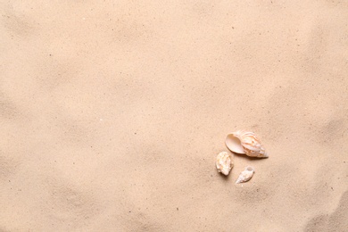 Photo of Beautiful seashells on beach sand, flat lay with space for text. Summer vacation