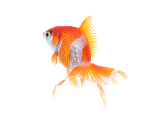 Photo of Beautiful bright small goldfish isolated on white