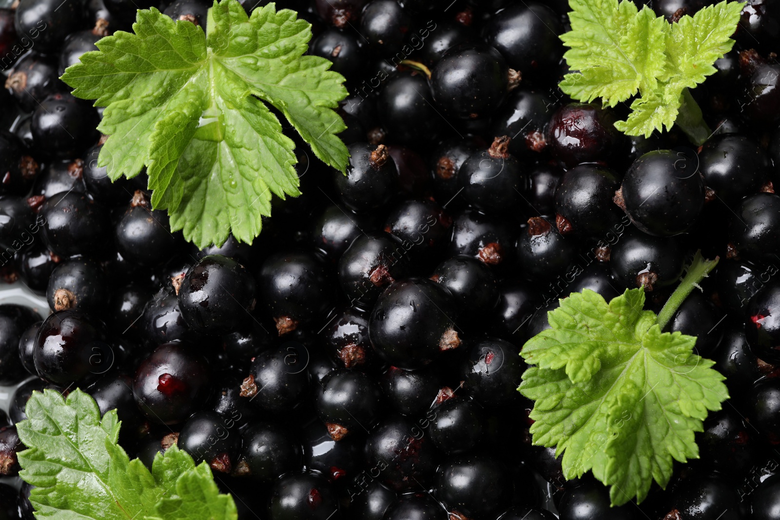 Photo of Many ripe blackcurrants and leaves as background, closeup