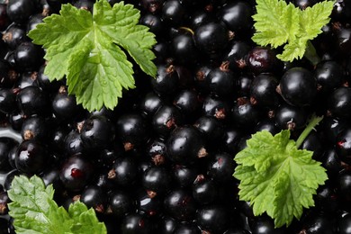 Many ripe blackcurrants and leaves as background, closeup