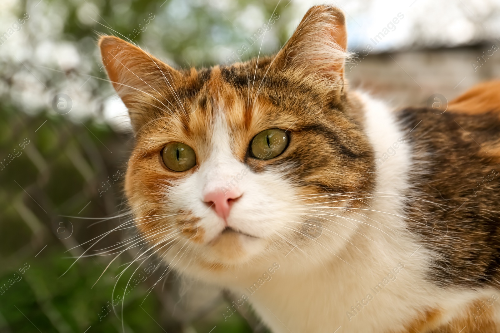 Photo of Cute fluffy cat with beautiful eyes outdoors, closeup