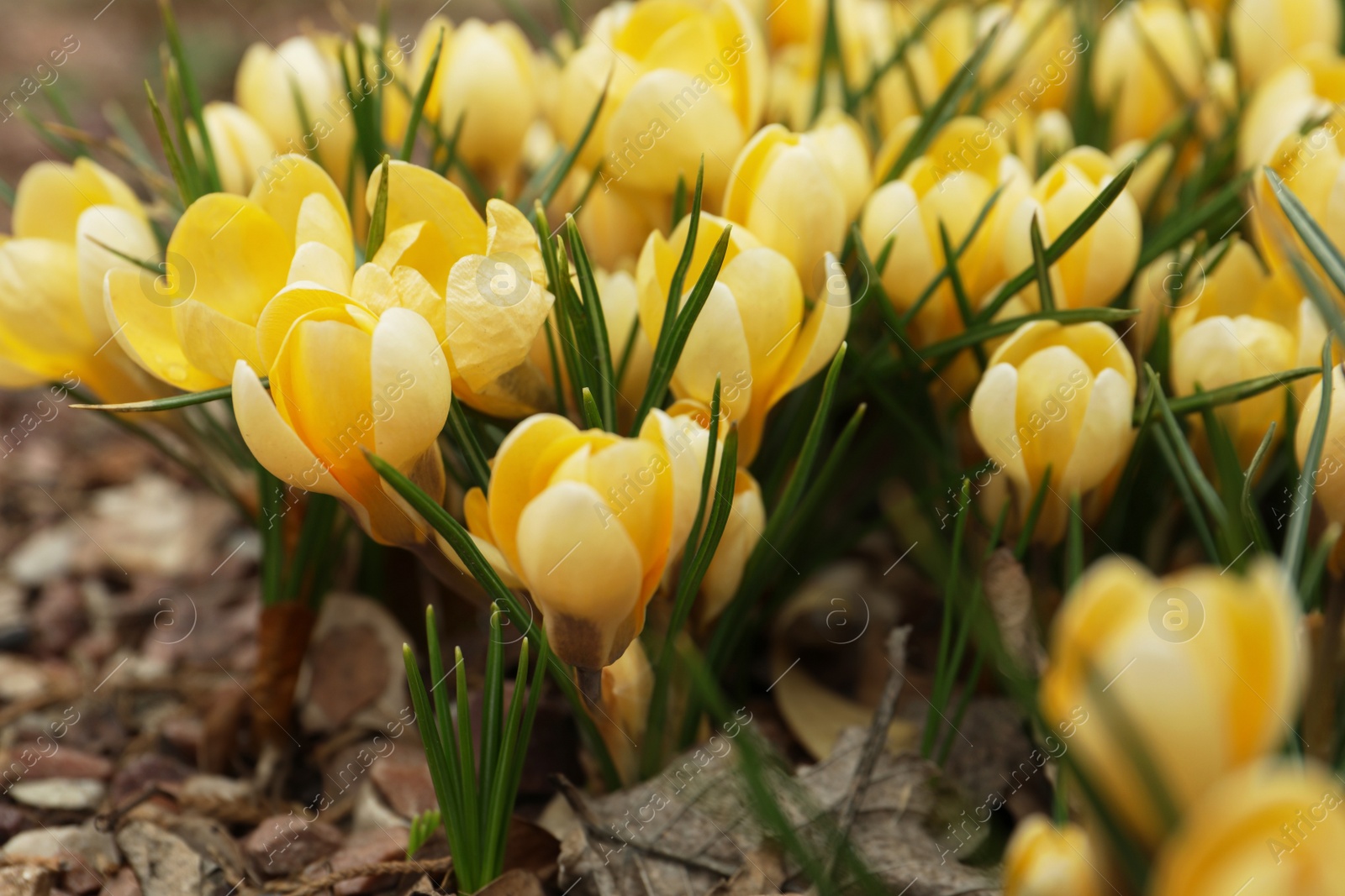 Photo of Beautiful yellow crocus flowers growing in garden, closeup