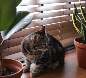 Photo of Adorable cat and houseplants on window sill at home
