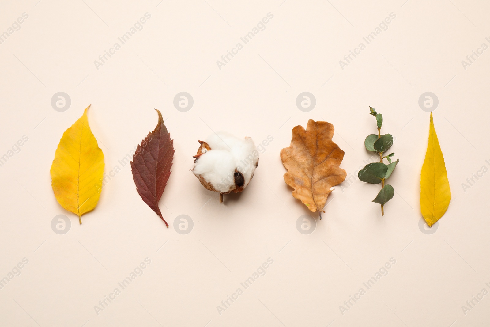 Photo of Flat lay composition with autumn leaves on light background