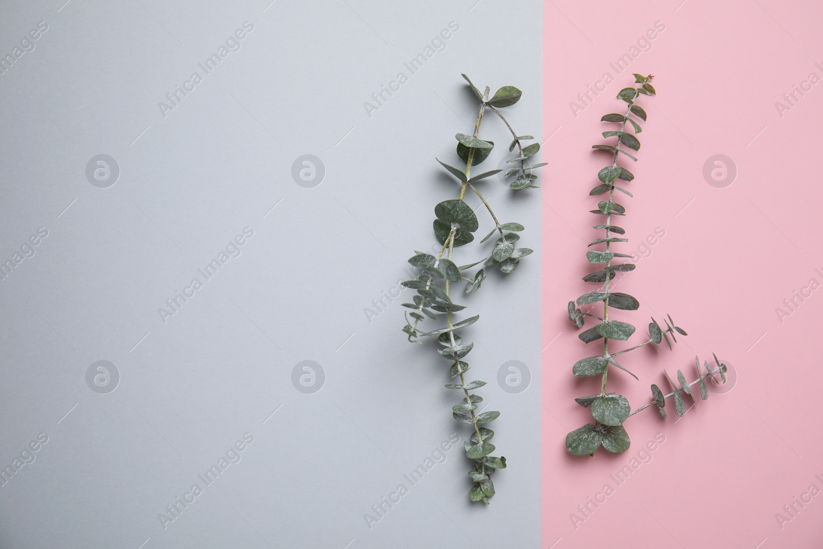 Photo of Eucalyptus branches with fresh leaves and space for design on color background, flat lay