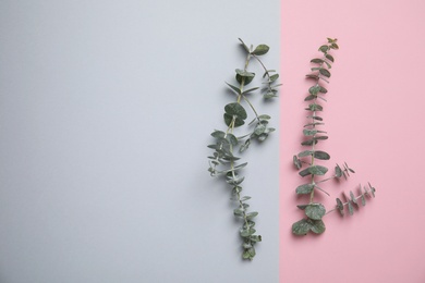 Eucalyptus branches with fresh leaves and space for design on color background, flat lay