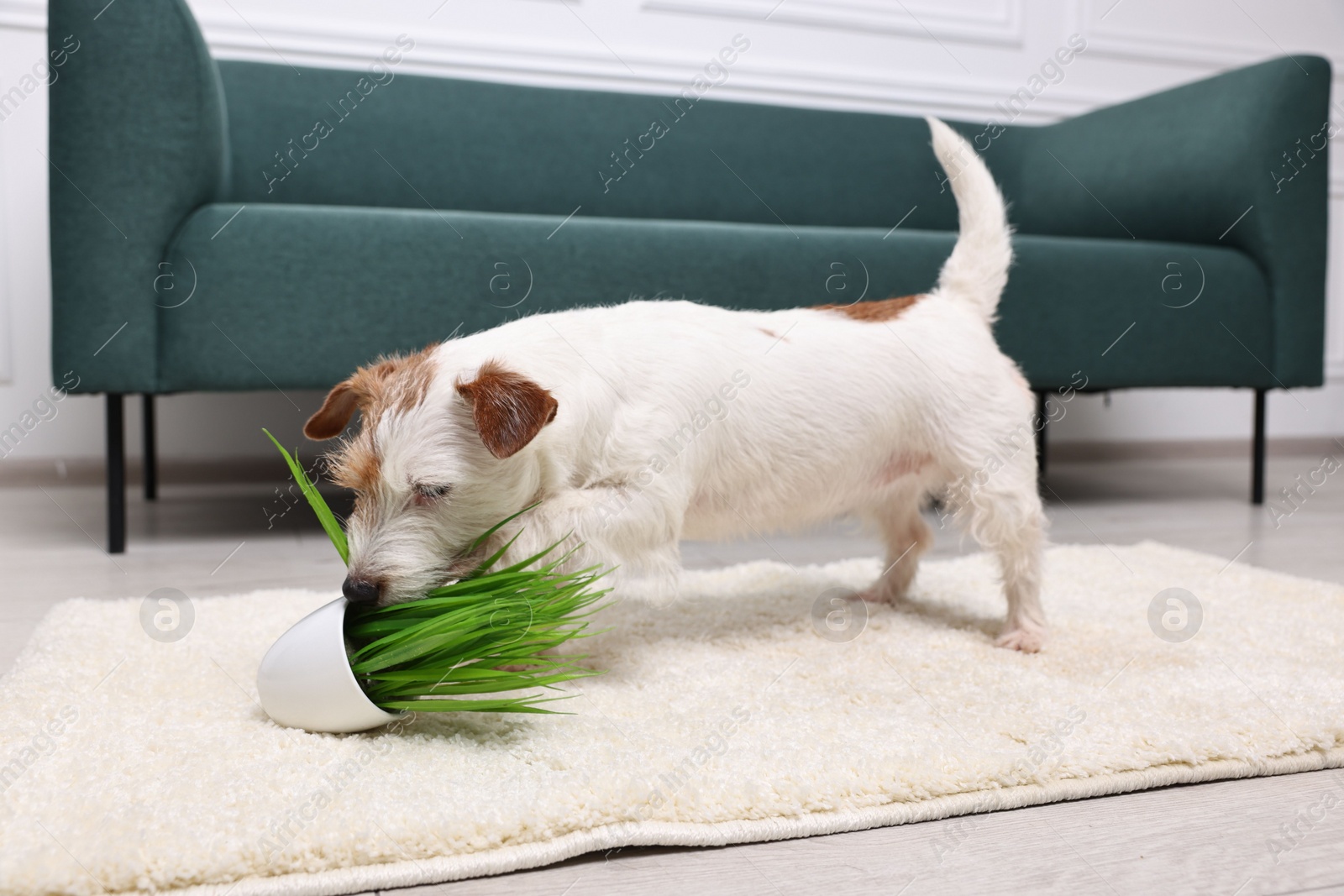 Photo of Cute dog near overturned houseplant on rug indoors