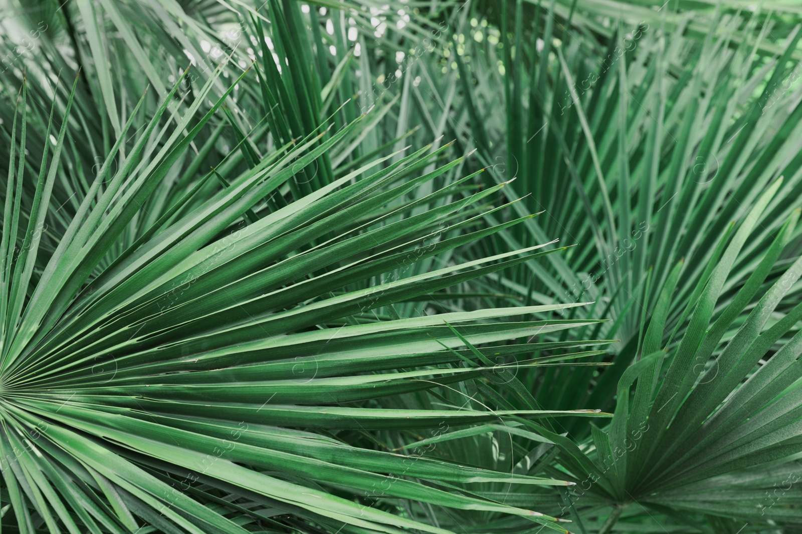 Photo of Beautiful green tropical leaves outdoors, closeup view