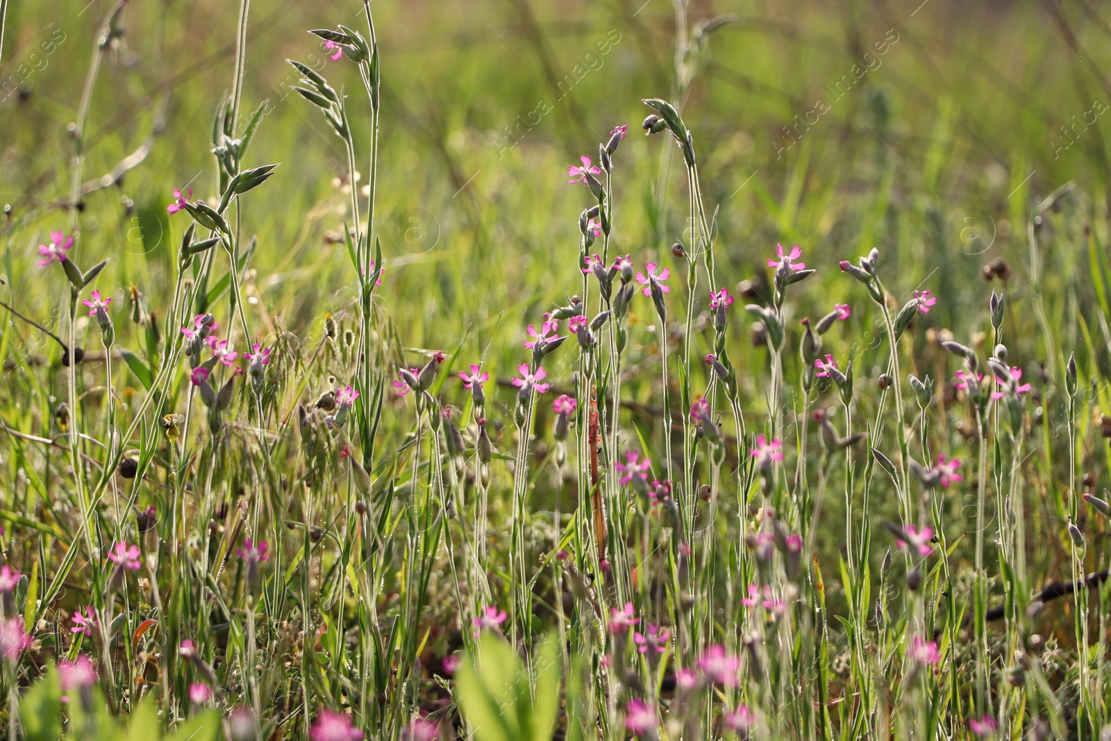 Photo of Beautiful pink wildflowers growing in meadow on sunny day