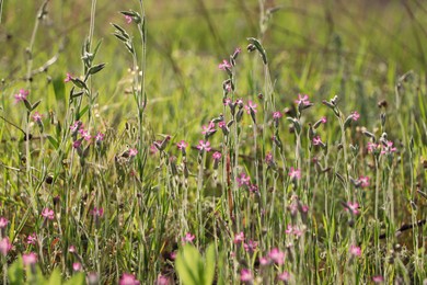 Beautiful pink wildflowers growing in meadow on sunny day