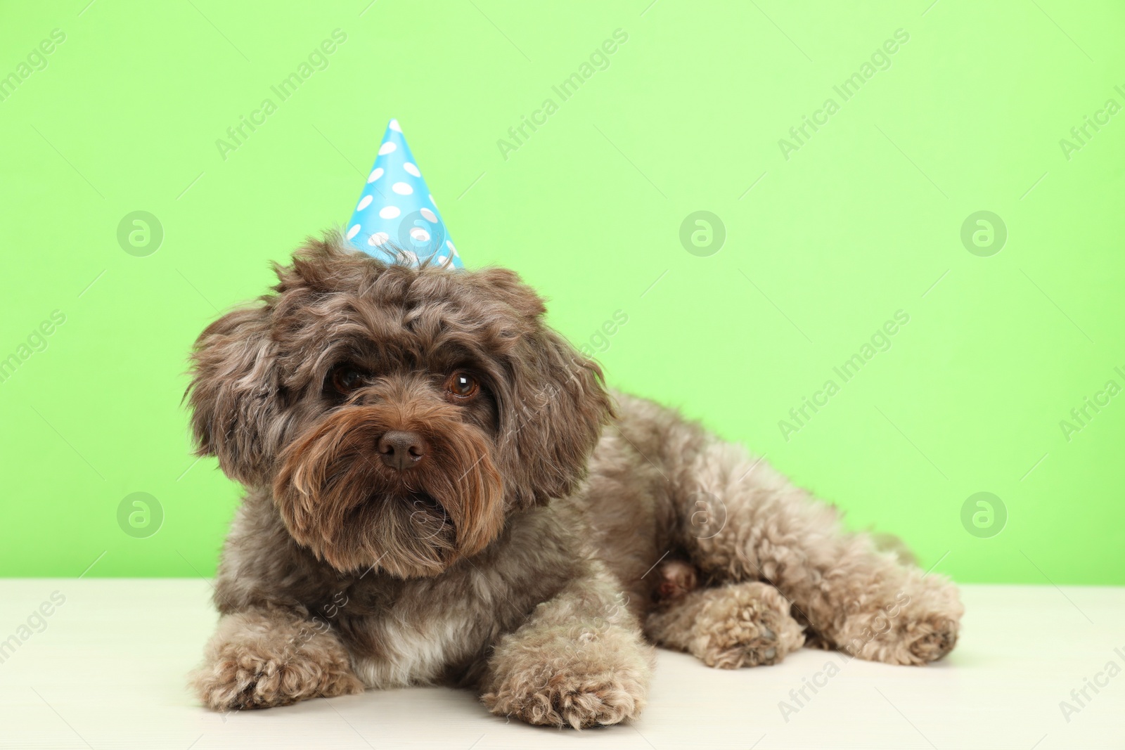 Photo of Cute Maltipoo dog wearing party hat on white table against green background. Lovely pet