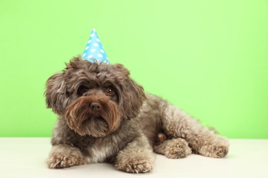 Cute Maltipoo dog wearing party hat on white table against green background. Lovely pet