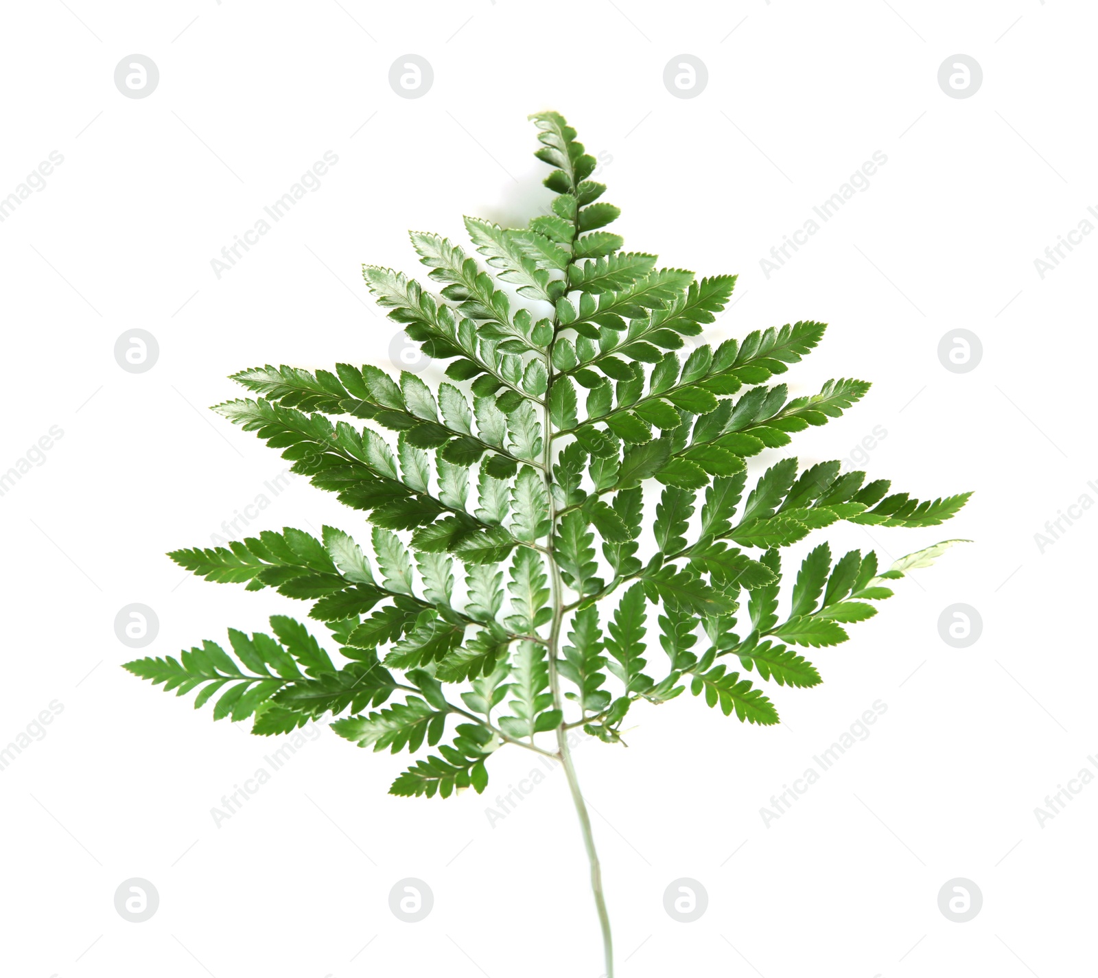 Photo of Beautiful tropical fern leaf on white background