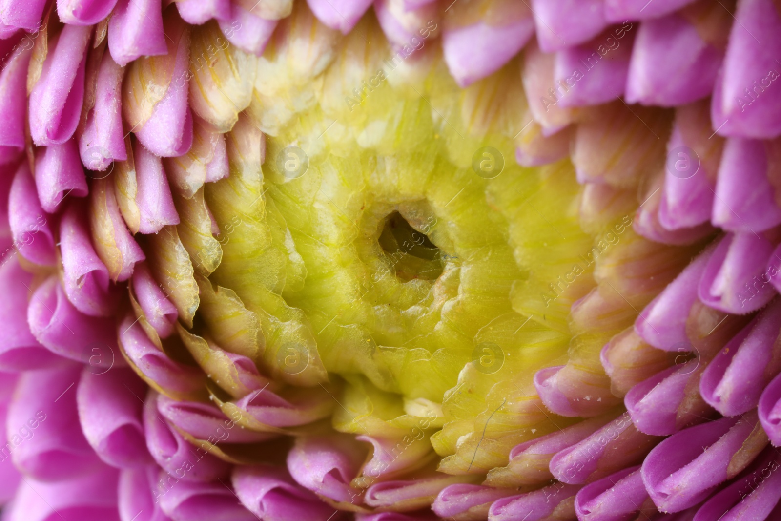 Photo of Beautiful Dahlia flower with pink petals as background, macro