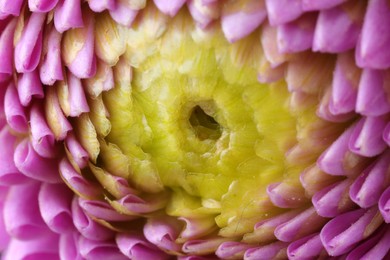 Beautiful Dahlia flower with pink petals as background, macro