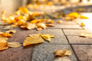 Photo of Yellow autumn leaves on paved street outdoors, closeup