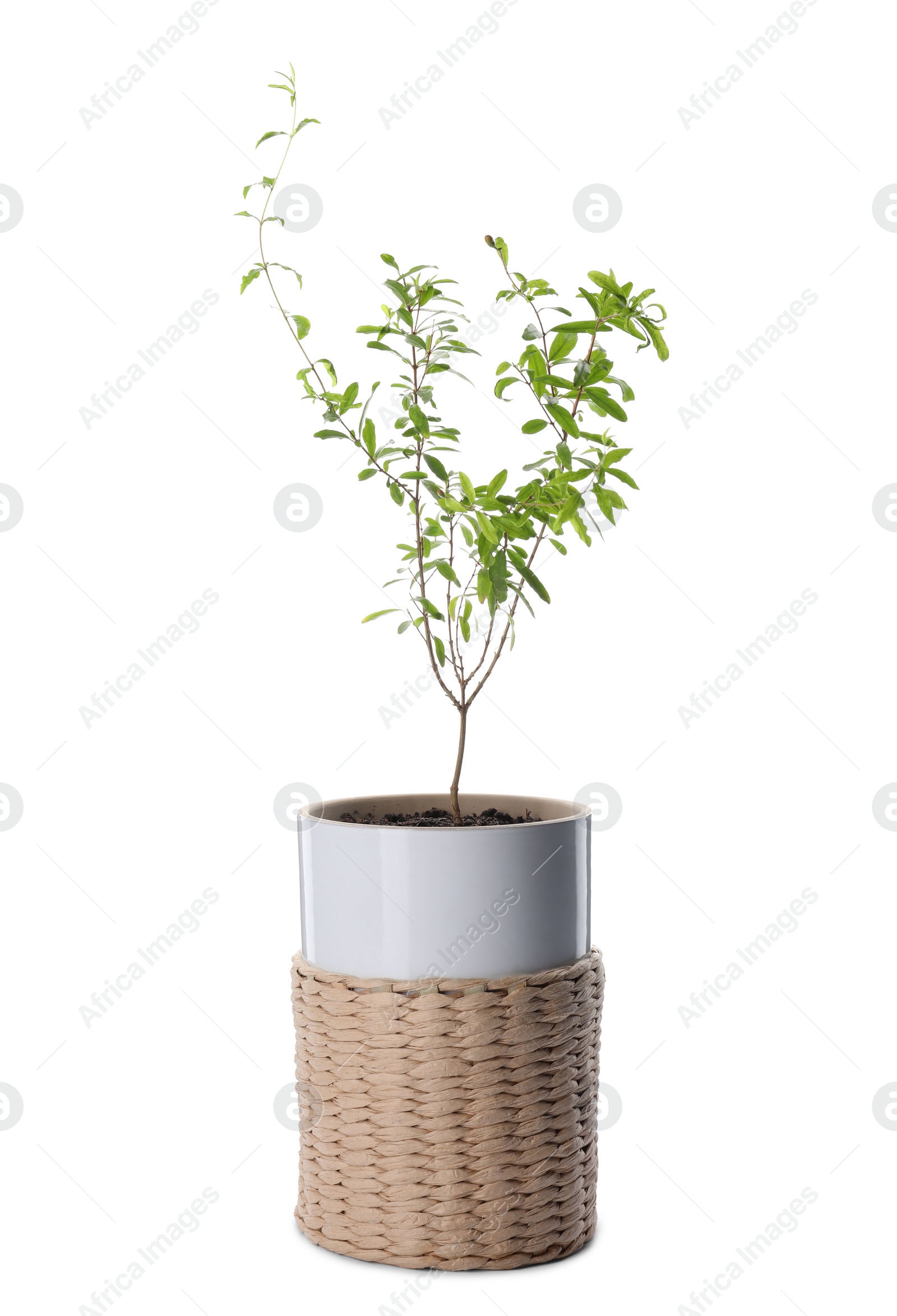 Photo of Beautiful potted pomegranate plant isolated on white