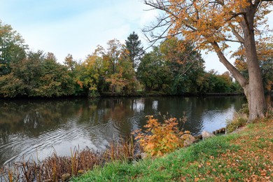 Photo of Picturesque view of river and trees in beautiful park. Autumn season
