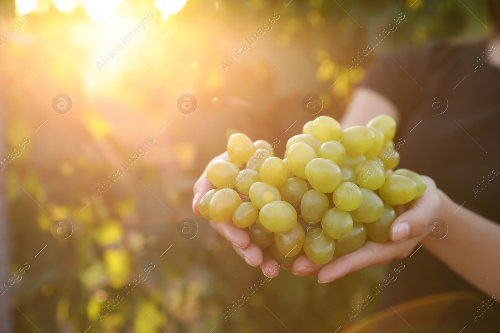 Photo of Woman with bunch of grapes in vineyard, closeup