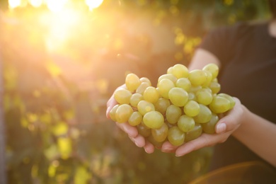 Photo of Woman with bunch of grapes in vineyard, closeup
