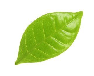 Photo of Fresh green coffee leaf isolated on white