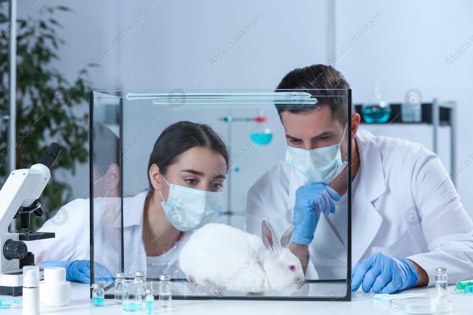 Photo of Scientists observing white rabbit in chemical laboratory. Animal testing