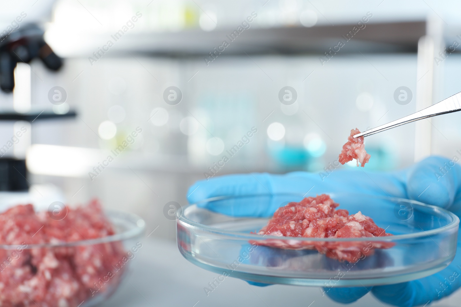 Photo of Analyst holding petri dish with raw meet and tweezers, closeup. Laboratory analysis