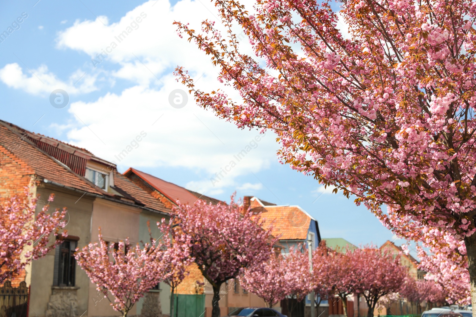 Photo of Beautiful blooming sakura trees on spring day outdoors