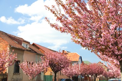 Beautiful blooming sakura trees on spring day outdoors