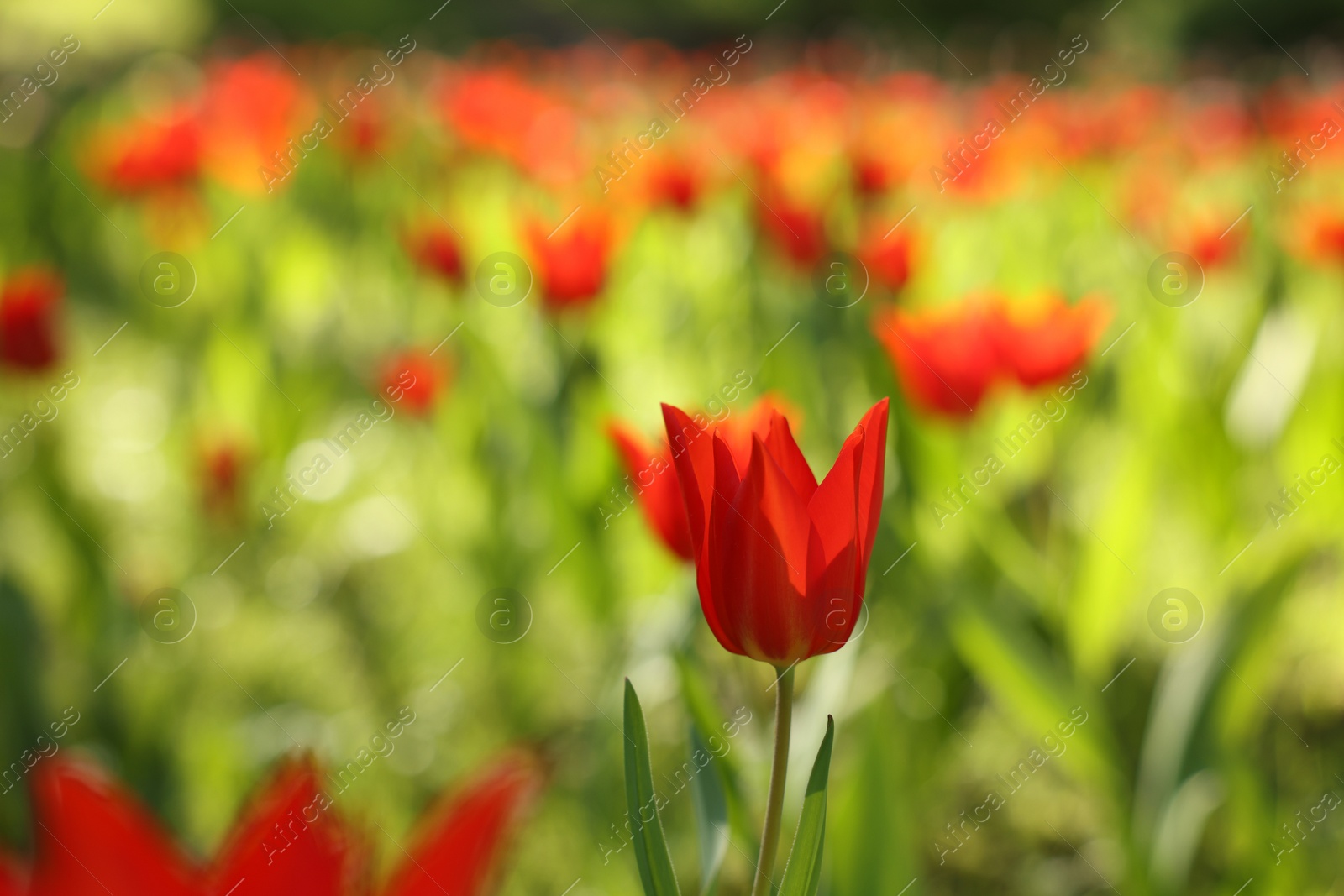 Photo of Beautiful red tulips growing outdoors on sunny day, closeup