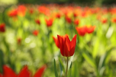Photo of Beautiful red tulips growing outdoors on sunny day, closeup