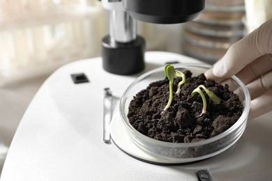 Photo of Scientist doing phytopathological testing of plants with microscope in laboratory, closeup