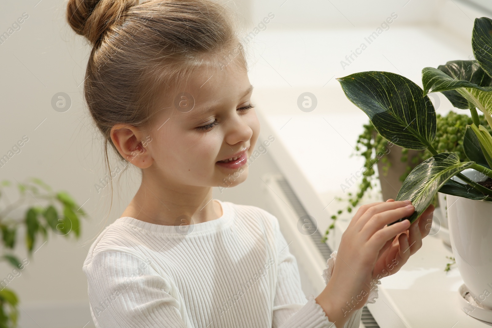 Photo of Cute little girl taking care of beautiful green plant at home. House decor