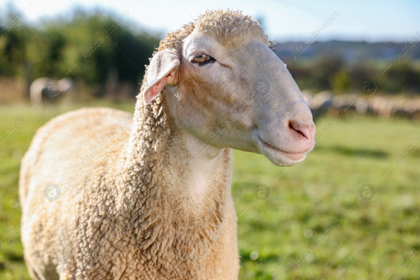 Photo of Cute sheep grazing outdoors on sunny day. Farm animal