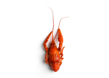 Delicious boiled crayfish isolated on white, top view