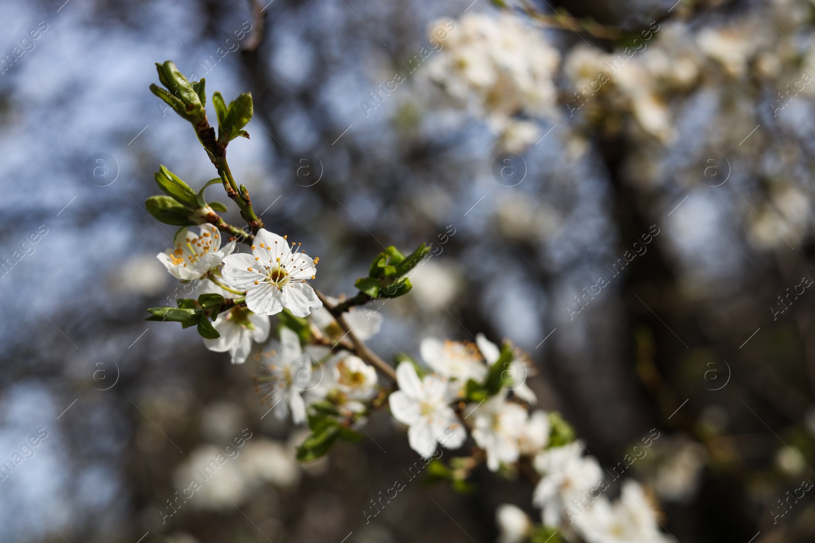 Photo of Closeup view of beautiful blossoming plum tree outdoors