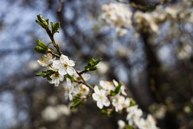 Photo of Closeup view of beautiful blossoming plum tree outdoors