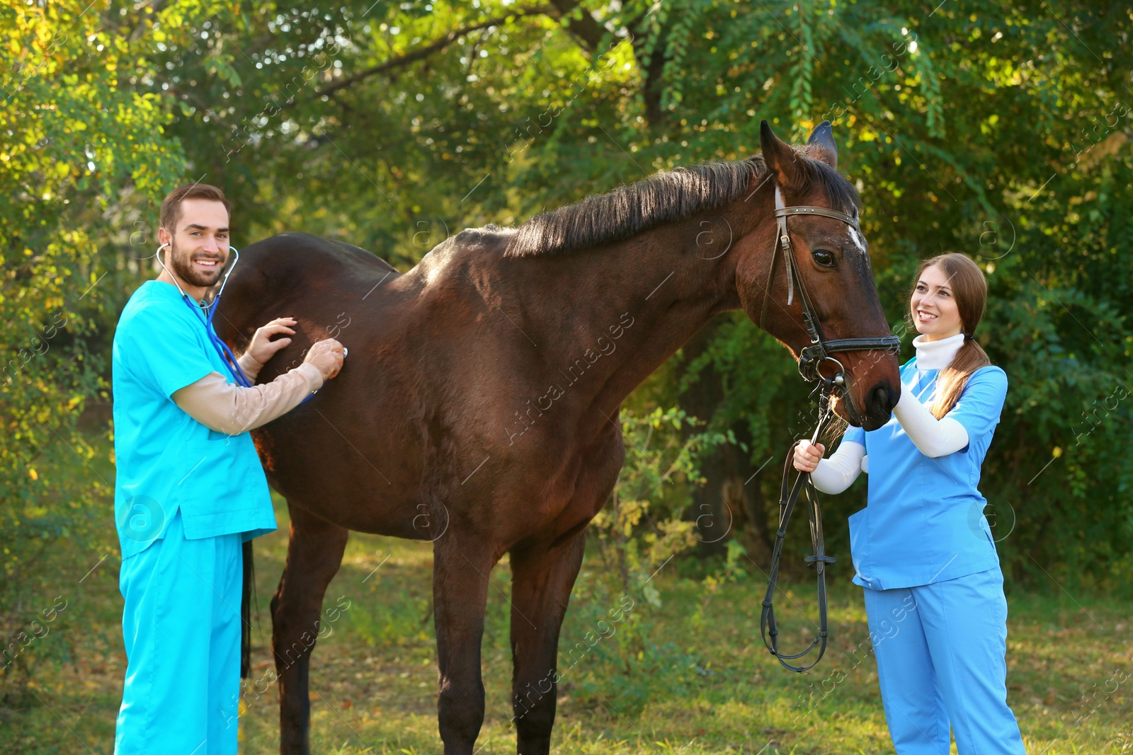 Photo of Veterinarians in uniform examining beautiful brown horse outdoors