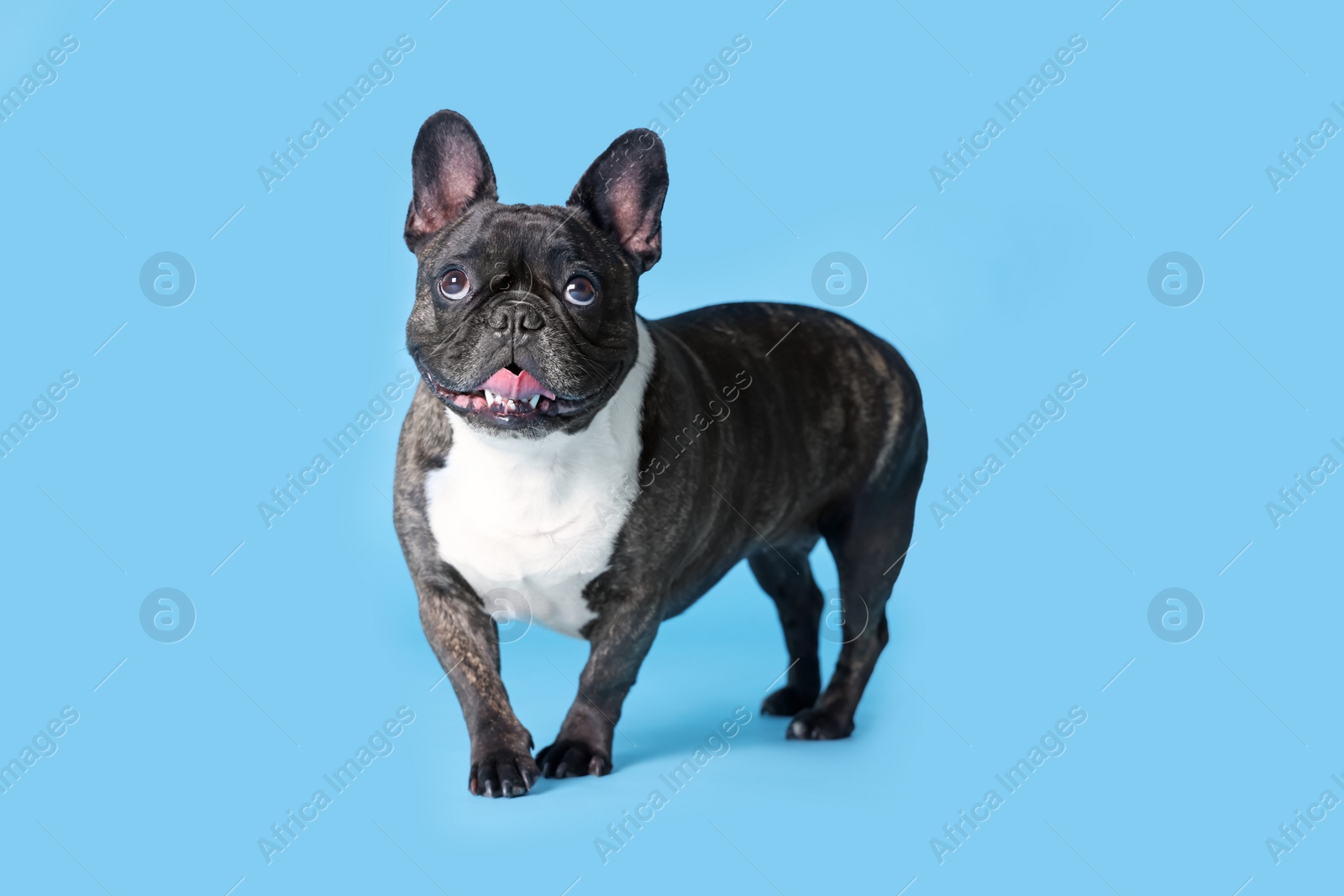 Photo of Adorable French Bulldog on light blue background. Lovely pet