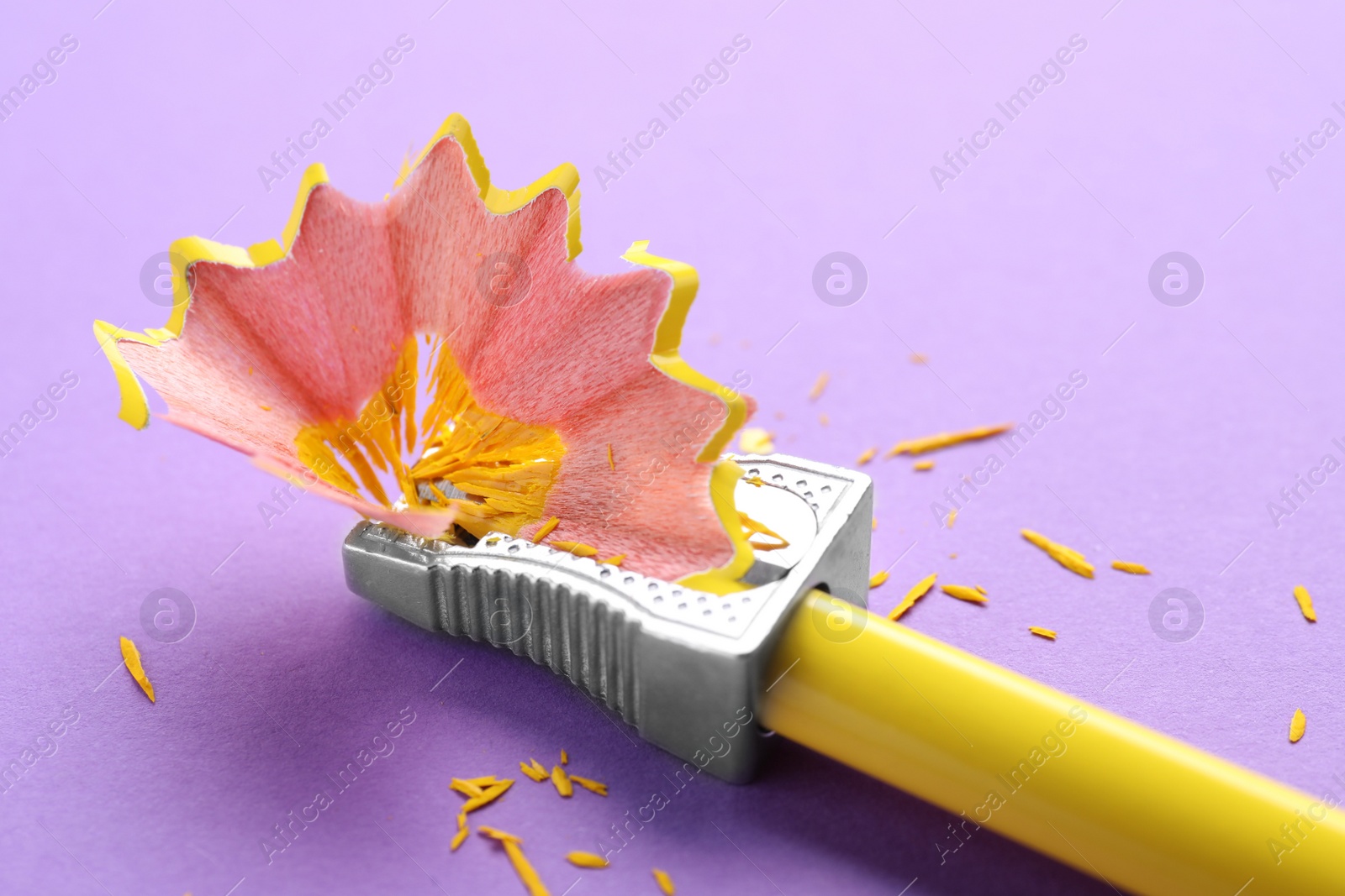 Photo of Yellow pencil, sharpener and shavings on violet background, closeup