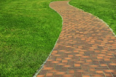 Fresh green grass growing near pavement path outdoors