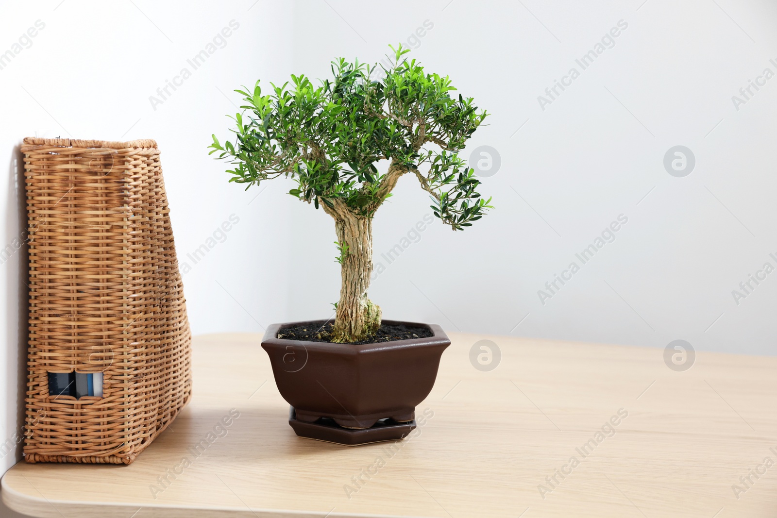 Photo of Beautiful bonsai tree in pot and rattan magazine file on wooden table, space for text