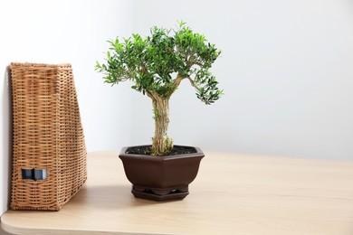 Beautiful bonsai tree in pot and rattan magazine file on wooden table, space for text