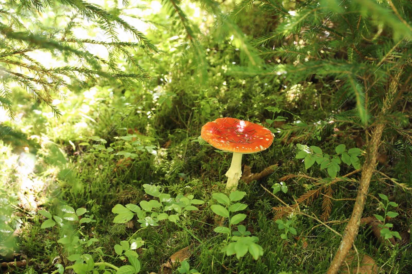 Photo of One bright poisonous mushroom growing in forest