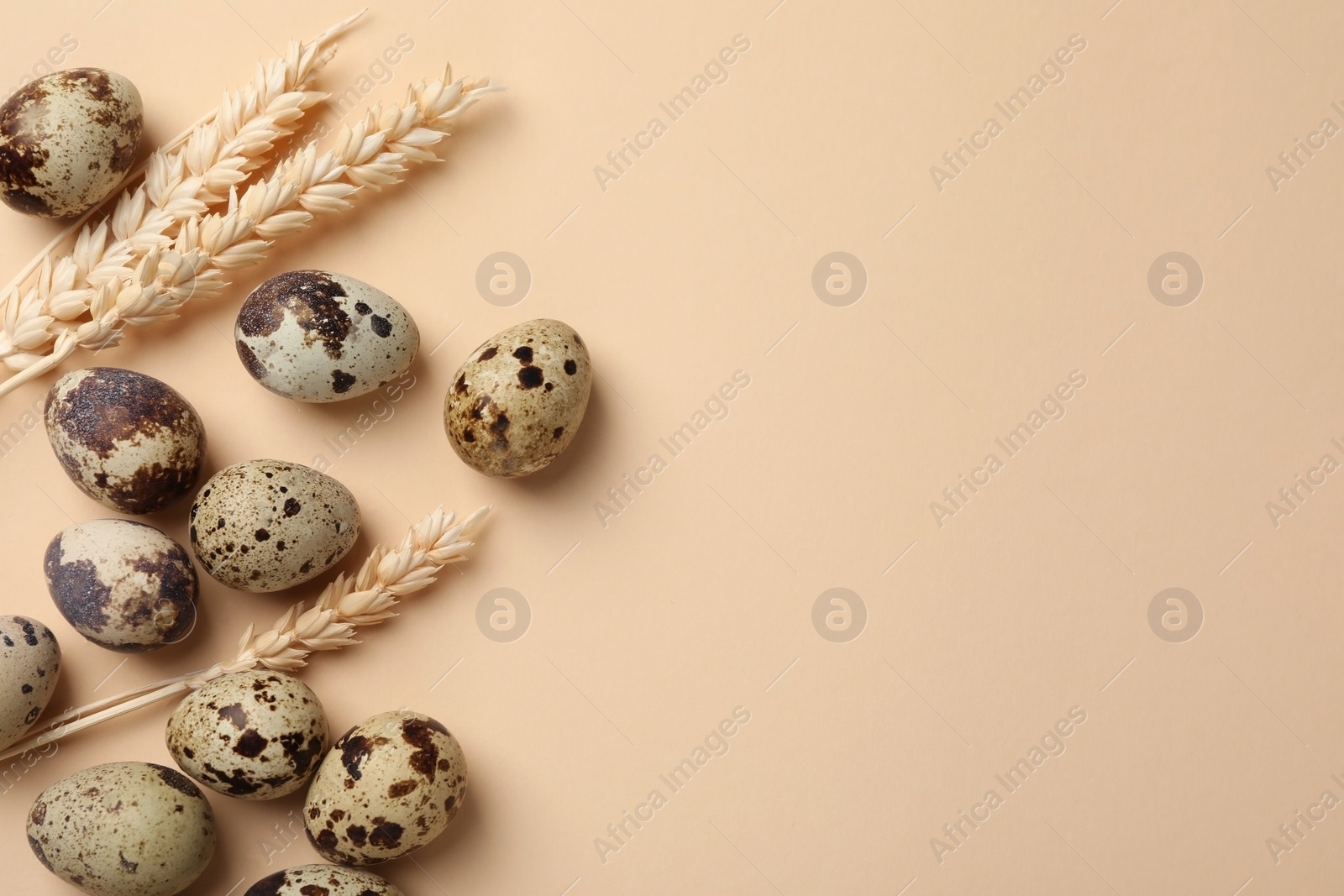 Photo of Many speckled quail eggs and decorative ears of wheat on beige background, flat lay. Space for text