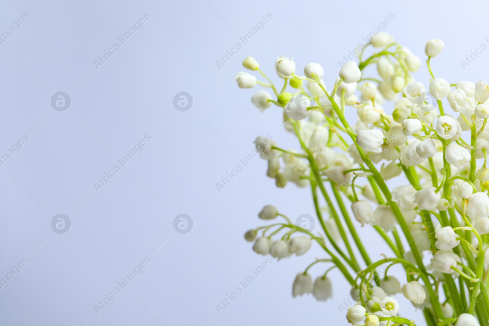 Photo of Beautiful lily of the valley flowers on light grey background, closeup. Space for text