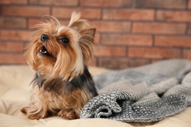 Photo of Yorkshire terrier on pet bed against brick wall, space for text. Happy dog