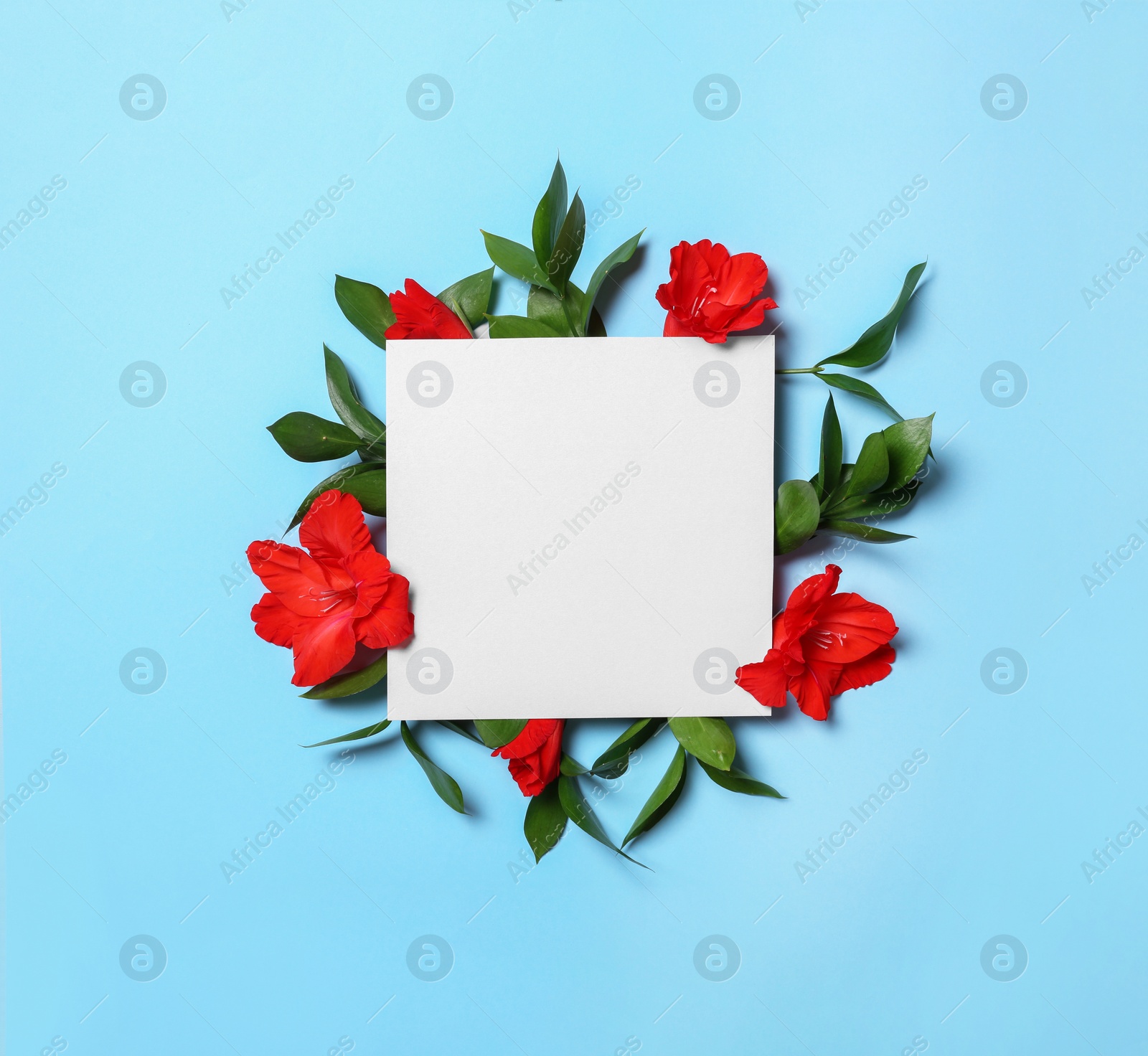 Photo of Beautiful gladiolus flowers and blank card on blue background, flat lay. Space for text