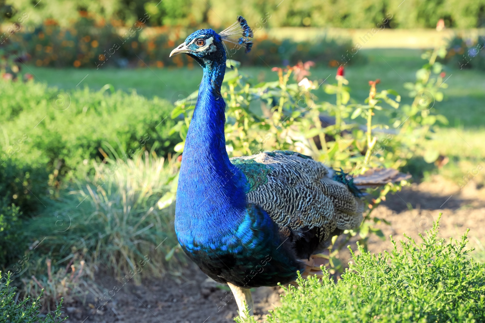 Photo of One beautiful peacock in nature reserve on sunny day